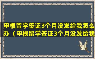 申根留学签证3个月没发给我怎么办（申根留学签证3个月没发给我怎么办理）